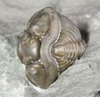 Wide, Enrolled Flexicalymene Trilobite In Shale - Ohio #55434-2